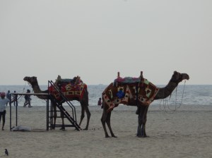 Camels on the sand