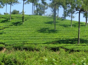 Connemarra tea plantation