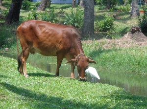 Grazing cattle