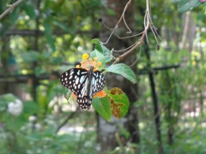 Butterfly garden Coconut Lagoon