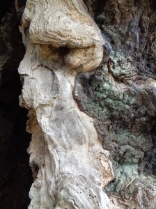 Oak Tree face