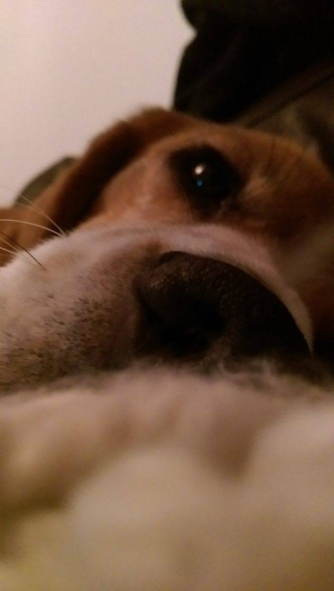 Create your own dog walking&nbsp;bag!