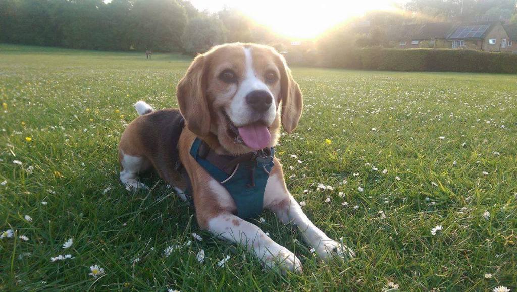 Beagle Bag Version&nbsp;1